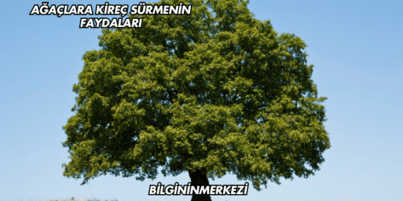 Ağaçlara Kireç Sürmenin Faydaları