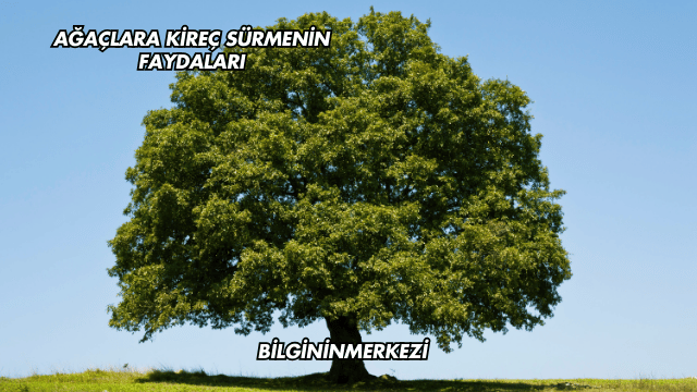 Ağaçlara Kireç Sürmenin Faydaları