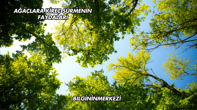 Ağaçlara Kireç Sürmenin Faydaları