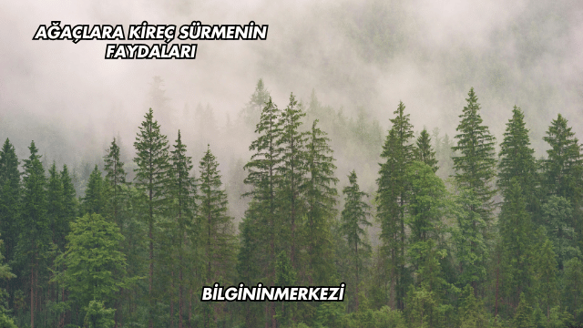 Ağaçlara Kireç Sürmenin Faydaları