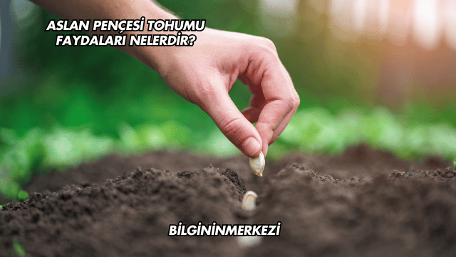 Aslan Pençesi Tohumu Faydaları Nelerdir?