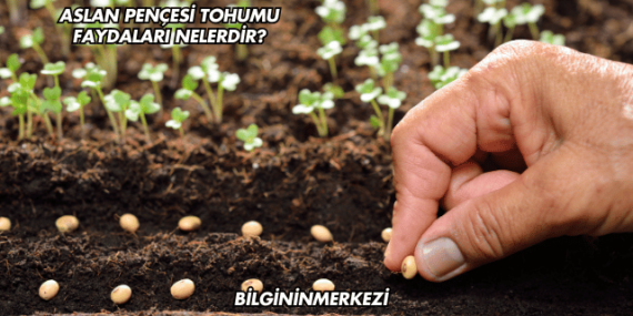 Aslan Pençesi Tohumu Faydaları Nelerdir?
