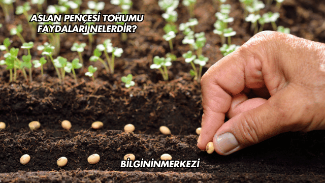 Aslan Pençesi Tohumu Faydaları Nelerdir?