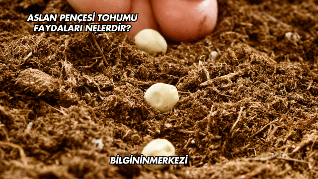 Aslan Pençesi Tohumu Faydaları Nelerdir?