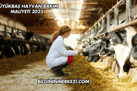 Büyükbaş Hayvan Bakım Maliyeti 2025