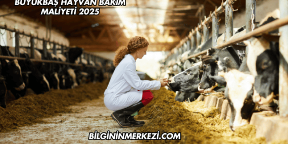 Büyükbaş Hayvan Bakım Maliyeti 2025