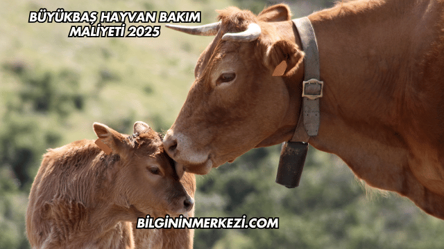 Büyükbaş Hayvan Bakım Maliyeti 2025