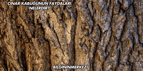 Çınar Kabuğunun Faydaları Nelerdir?