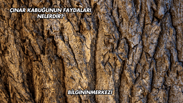 Çınar Kabuğunun Faydaları Nelerdir?