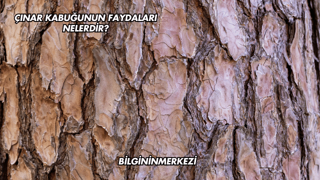 Çınar Kabuğunun Faydaları Nelerdir?