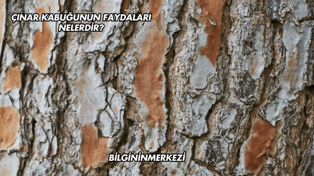 Çınar Kabuğunun Faydaları Nelerdir?