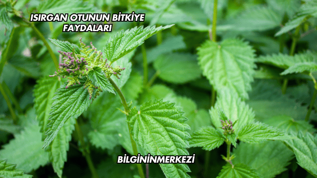 Isırgan Otunun Bitkiye Faydaları