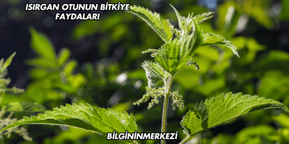 Isırgan Otunun Bitkiye Faydaları