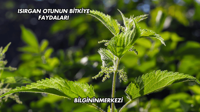 Isırgan Otunun Bitkiye Faydaları