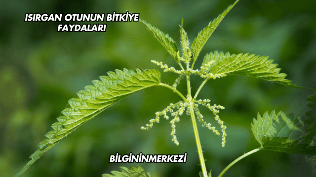 Isırgan Otunun Bitkiye Faydaları