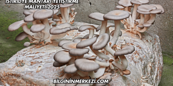 İstiridye Mantarı Yetiştirme Maliyeti 2025