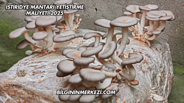 İstiridye Mantarı Yetiştirme Maliyeti 2025