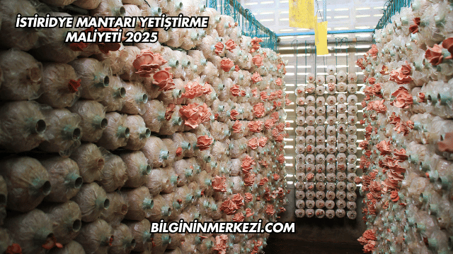 İstiridye Mantarı Yetiştirme Maliyeti 2025