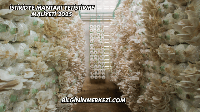 İstiridye Mantarı Yetiştirme Maliyeti 2025