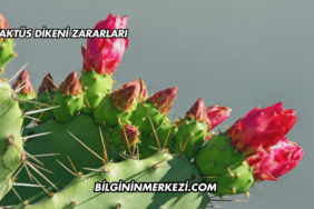 Kaktüs Dikeni Zararları