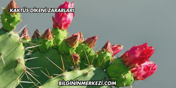 Kaktüs Dikeni Zararları