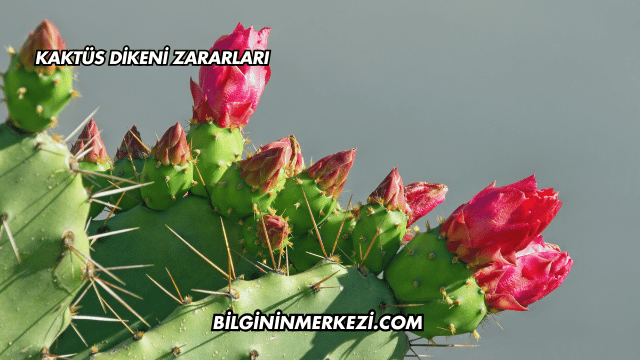 Kaktüs Dikeni Zararları