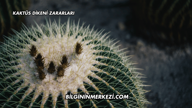 Kaktüs Dikeni Zararları