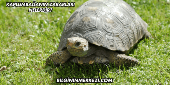 Kaplumbağanın Zararları Nelerdir?