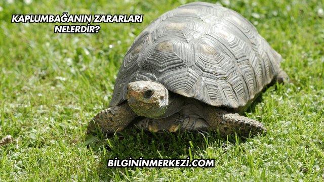 Kaplumbağanın Zararları Nelerdir?