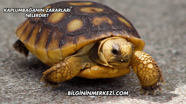 Kaplumbağanın Zararları Nelerdir?