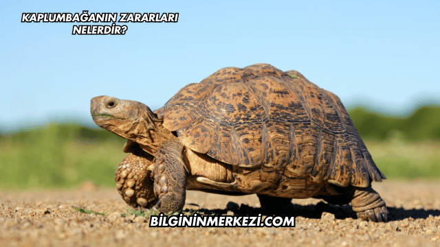 Kaplumbağanın Zararları Nelerdir?