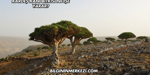 Kardeş Kanı Bitkisi Ne İşe Yarar?