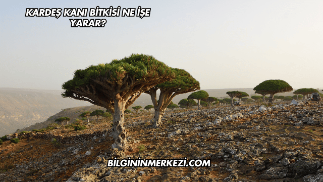 Kardeş Kanı Bitkisi Ne İşe Yarar?