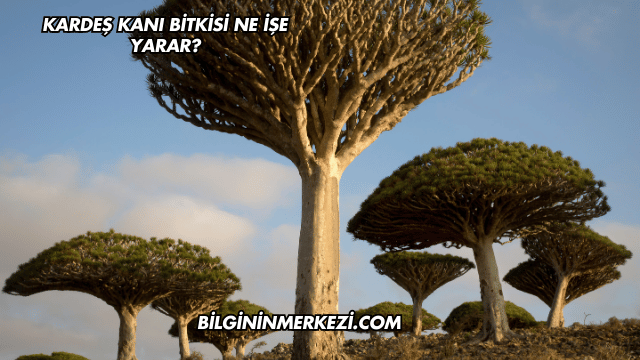 Kardeş Kanı Bitkisi Ne İşe Yarar?