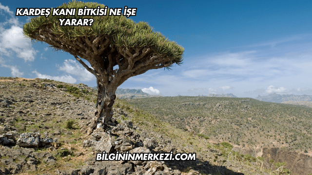 Kardeş Kanı Bitkisi Ne İşe Yarar?
