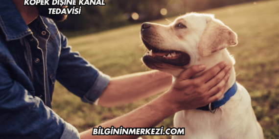 Köpek Dişine Kanal Tedavisi