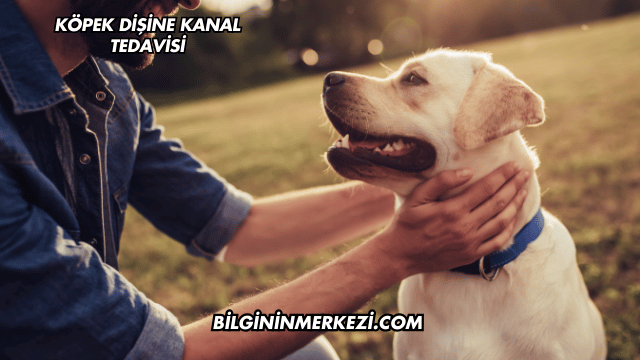 Köpek Dişine Kanal Tedavisi