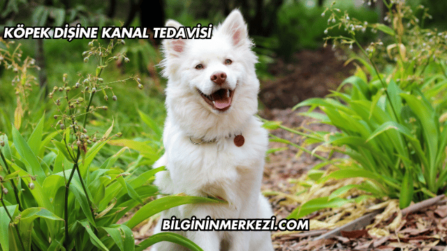 Köpek Dişine Kanal Tedavisi
