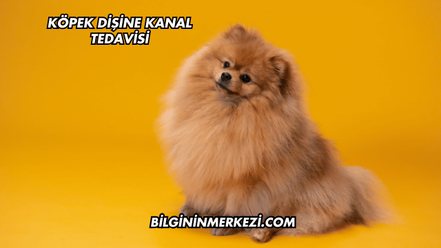 Köpek Dişine Kanal Tedavisi