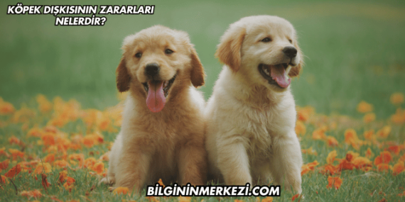 Köpek Dışkısının Zararları Nelerdir?