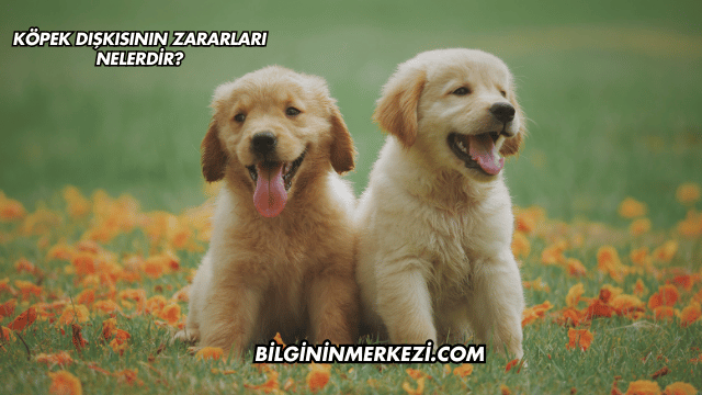 Köpek Dışkısının Zararları Nelerdir?