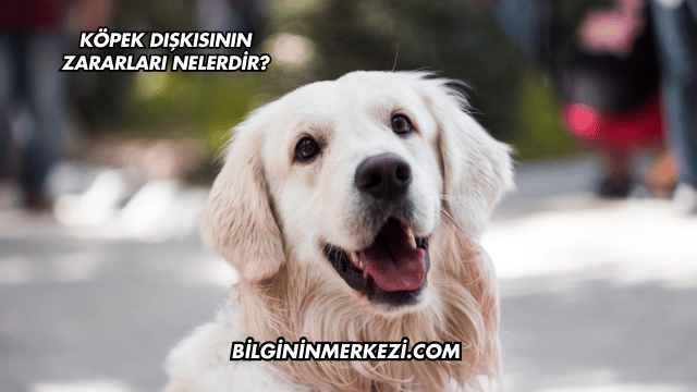 Köpek Dışkısının Zararları Nelerdir?