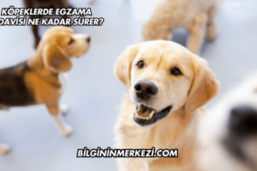 Köpeklerde Egzama Tedavisi Ne Kadar Sürer?