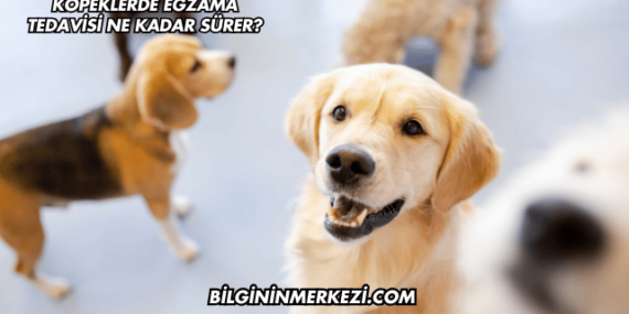 Köpeklerde Egzama Tedavisi Ne Kadar Sürer?