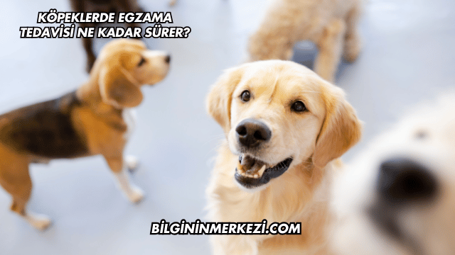 Köpeklerde Egzama Tedavisi Ne Kadar Sürer?