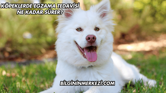 Köpeklerde Egzama Tedavisi Ne Kadar Sürer?