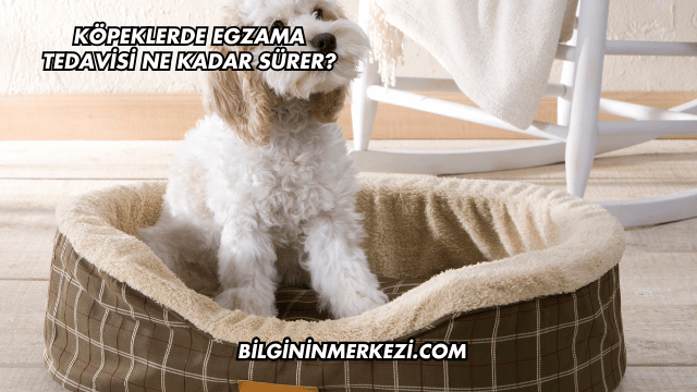 Köpeklerde Egzama Tedavisi Ne Kadar Sürer?