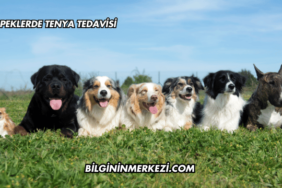 Köpeklerde Tenya Tedavisi