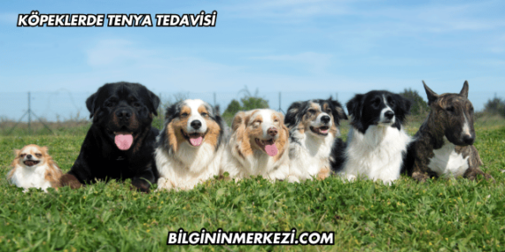 Köpeklerde Tenya Tedavisi