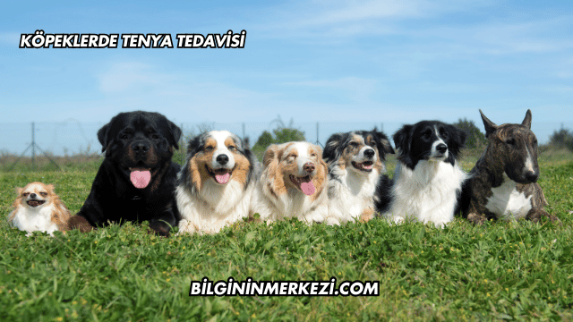 Köpeklerde Tenya Tedavisi